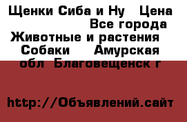 Щенки Сиба и Ну › Цена ­ 35000-85000 - Все города Животные и растения » Собаки   . Амурская обл.,Благовещенск г.